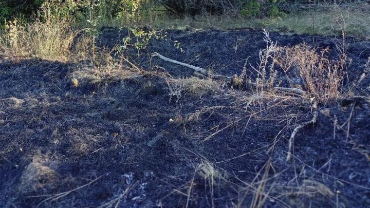 Бездомные собаки погибли на пожаре в приюте в Гагаринском районе