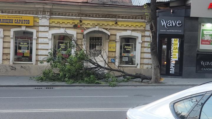 В Саратове ветка дерева упала на девочку: пострадавшая госпитализирована