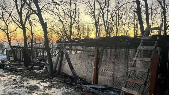 11 птиц погибли на пожаре в пансионате в Гагаринском районе Саратова