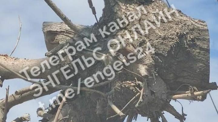 В Энгельсе пенёк сросся с электропроводами В Энгельсе пенёк сросся с электропроводами