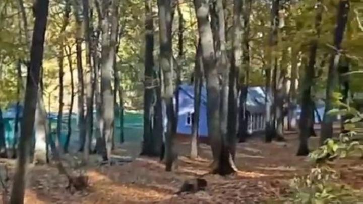 В саратовском лагере "Дубки" завершено расследование по факту отравления детей В саратовском лагере "Дубки" завершено расследование по факту отравления детей