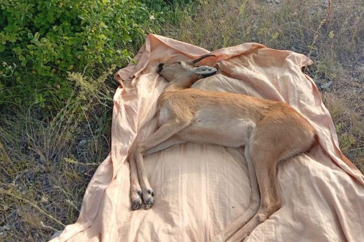 В Саратове волонтёры вернули в дикую природу косулю, забредшую в город В Саратове волонтёры вернули в дикую природу косулю, забредшую в город