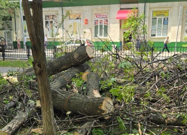 На бульваре Рахова в Саратове спиливают деревья - горожане снова возмущены На бульваре Рахова в Саратове спиливают деревья - горожане снова возмущены