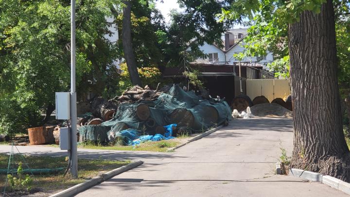 В саратовском горпарке могут вырубить 200 деревьев, включая старые дубы