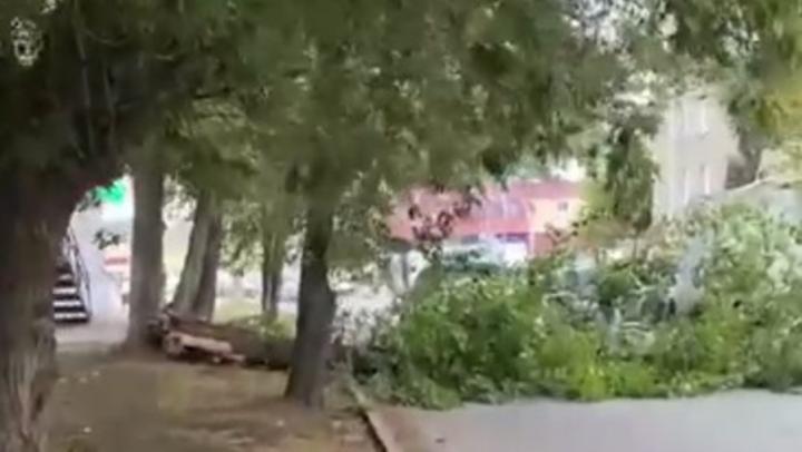 Дерево упало на машины возле Сенного рынка в Саратове Дерево упало на машины возле Сенного рынка в Саратове