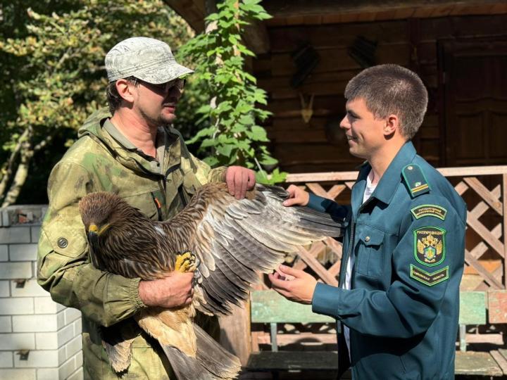 В Саратовской области спасли краснокнижного орла-могильника В Саратовской области спасли краснокнижного орла-могильника
