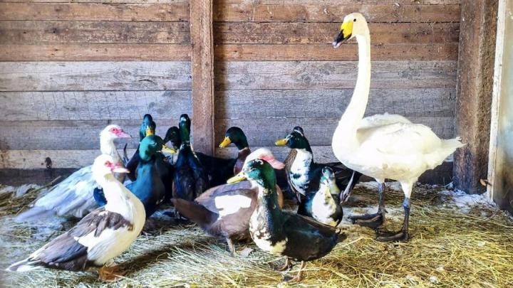 В Татищево спасли лебедя, оставшегося на замёрзшем пруду