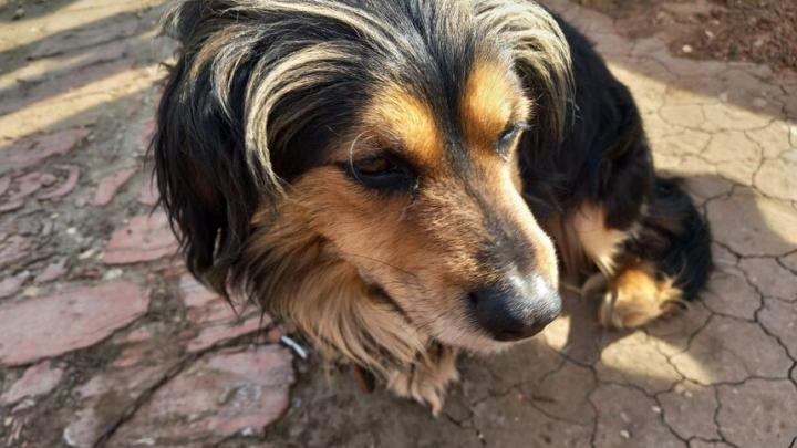 Названа главная причина пропажи домашних животных в новогодние праздники