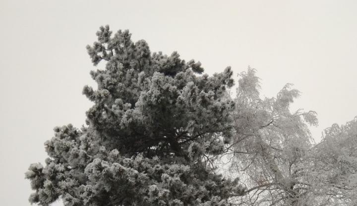 В Саратовской области усилили охрану хвойных деревьев перед праздниками