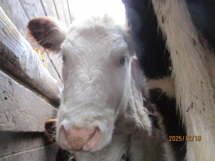 В Питерском районе остановили нелегальную перевозку крупного рогатого скота