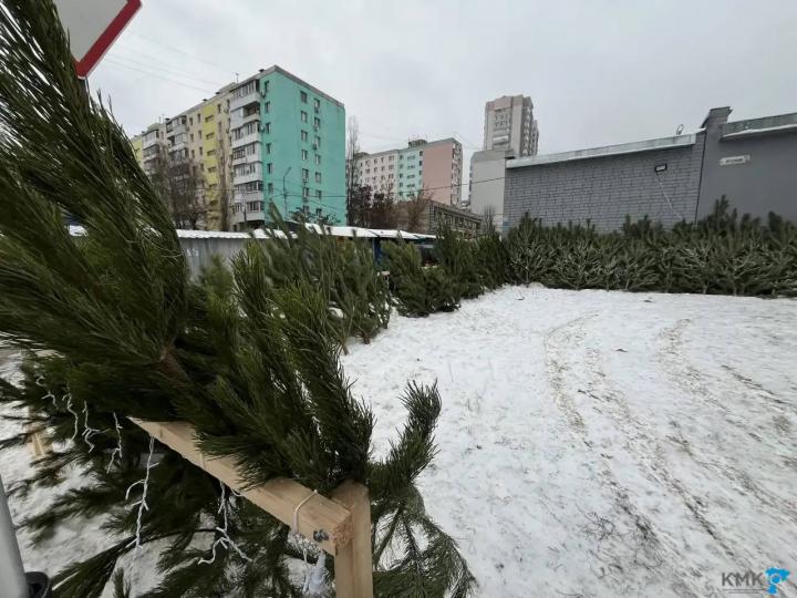 Незаконная торговля и нарушения оформления: в Саратове проверили елочные базары Незаконная торговля и нарушения оформления: в Саратове проверили елочные базары