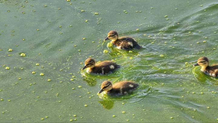 Бастрыкин вмешался: загрязнение Хопра под Саратовом вышло на федеральный уровень
