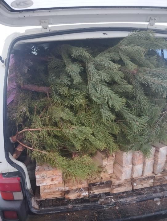 Ели не прошли контроль: в «Озинках» пресекли незаконный вывоз деревьев