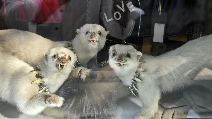 Лоси, ружьё и погони: почти тысячу нарушений за год в охоте произошло в Саратовской области Лоси, ружьё и погони: почти тысячу нарушений за год в охоте произошло в Саратовской области