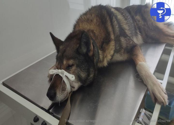 Преследовала кабана и получила травмы: чем закончился несчастный случай с охотничьей собакой в Ивантеевском районе