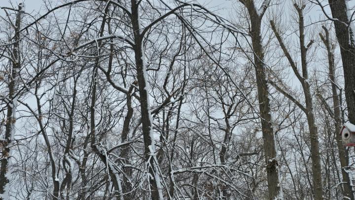 Штрафы превысили миллион: как в Саратовской области борются с незаконными рубками и браконьерами