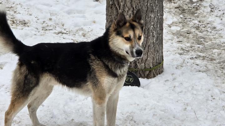 В Саратове 11-летнюю девочку госпитализировали после нападения собаки
