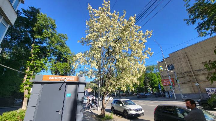 20 миллионов на новые деревья в центре: взрослые крупномеры высадят в Саратове