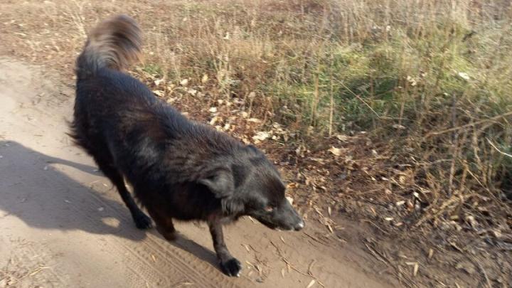 Собака без намордника ранила ребёнка под Саратовом: дело дошло до Александра Бастрыкина