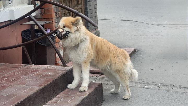 В Генеральском мужчина с ножом напал на собаку после угрозы пистолетом - полиция проводит проверку