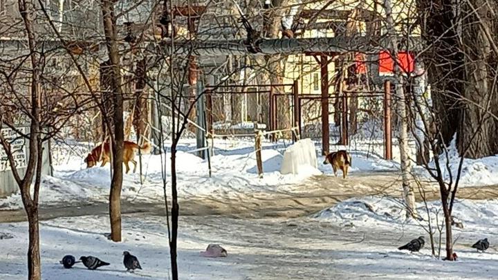 В Саратове на школьника напала собака во дворе дома В Саратове на школьника напала собака во дворе дома