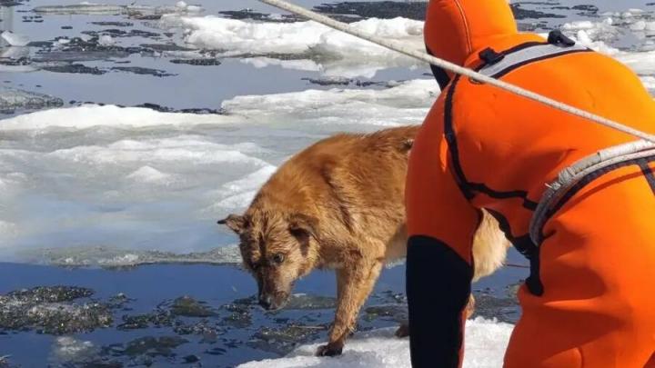 Саратовские спасатели сняли собаку с льдины на Волге Саратовские спасатели сняли собаку с льдины на Волге