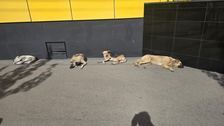 Стая терроризирует жителей: в Энгельсском районе СК завел дело после жалоб на агрессивных собак